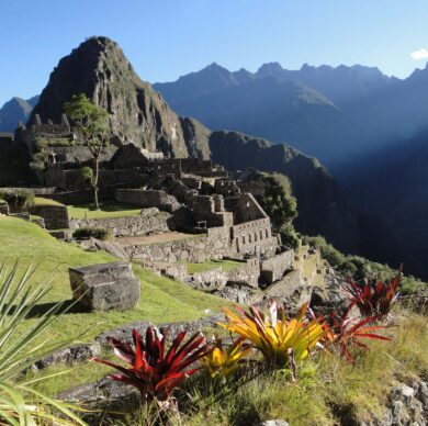 LAS ORQUIDEAS DE LA CIUDADELA DE MACHUPICCHU
